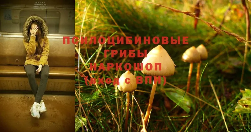 Псилоцибиновые грибы Psilocybe  Нолинск 